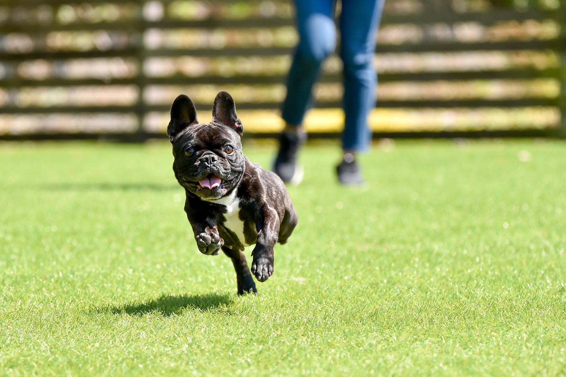 The Best Turf for Dogs: Drainage, Odor Control & Durability