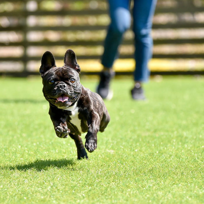 The Best Turf for Dogs: Drainage, Odor Control & Durability