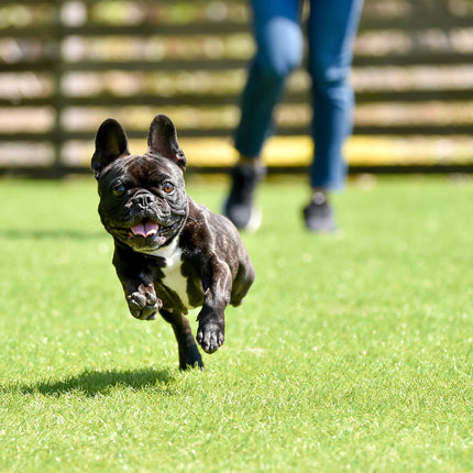 Collection image for: Pet Turf