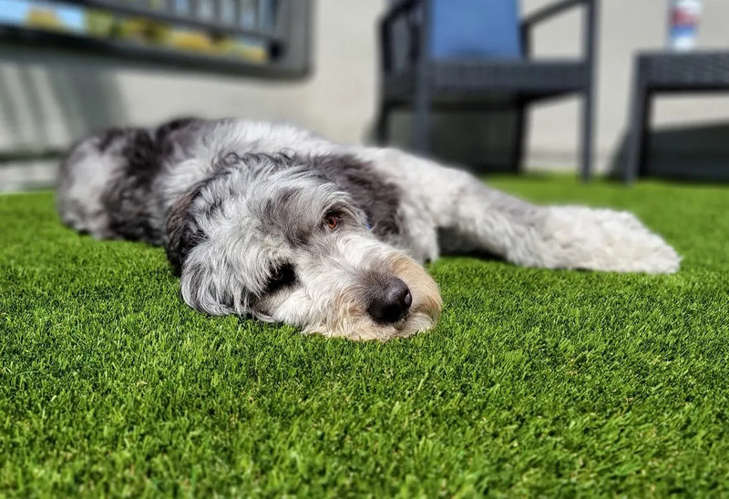 K9 Village Park/ 73oz